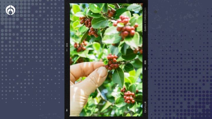 Así puedes cultivar un árbol de café en tu casa y cuáles son sus beneficios