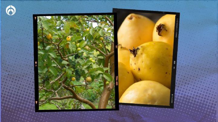 Árbol de guayaba: el secreto para que te dé muchos más frutos en poco tiempo