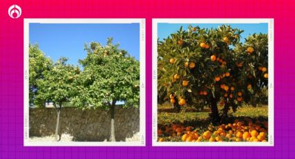 El árbol de deliciosos frutos con raíces que no rompen banquetas y reduce la temperatura