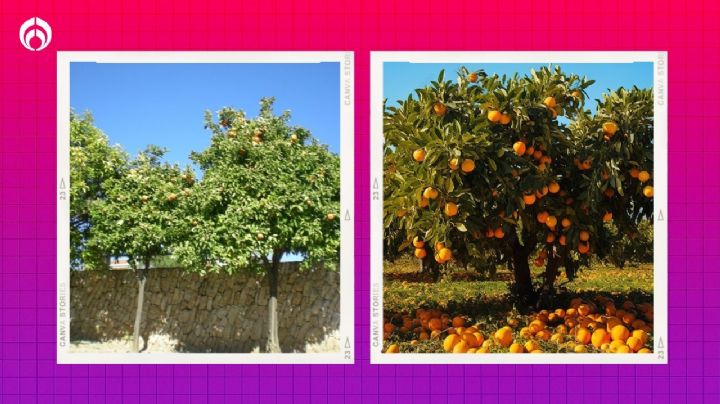 El árbol de deliciosos frutos con raíces que no rompen banquetas y reduce la temperatura