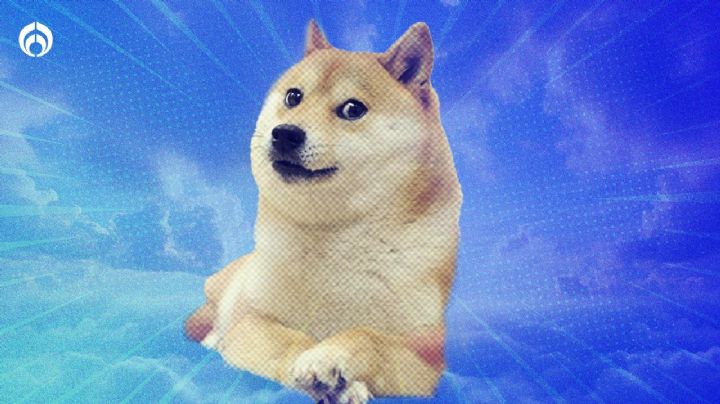 Kabosu, la bella historia de la Shiba Inu famosa por el meme de Dogecoin