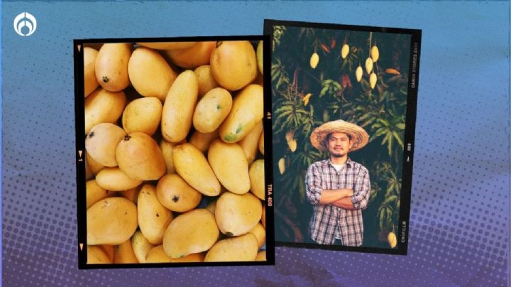 Árbol de mango: cómo sembrar uno con el hueso y el truco para que tenga frutos grandes y jugosos