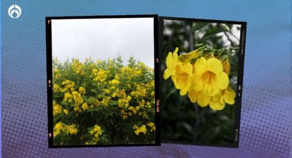 El árbol que da flores medicinales todo el año, crece hasta 8 metros e ideal para banquetas pequeñas