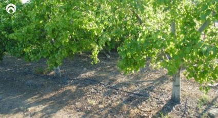 El árbol ideal para sembrar cerca de las paredes de tu casa que refresca y da ricos frutos