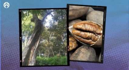 El árbol que vive más de 200 años, da mucha sombra y kilos de nueces