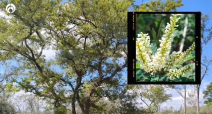 El árbol nativo mexicano de no más de 6m con dulce aroma, resistente a sequías y va bien en las banquetas