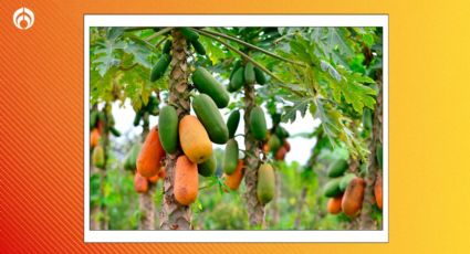 El secreto de los jardineros para que tu árbol de papayas se llene de frutos