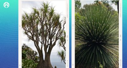 Las hermosas plantas prohibidas en México que podrías tener en tu jardín