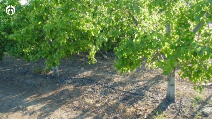 El árbol ideal para sembrar cerca de las paredes de tu casa que refresca y da ricos frutos