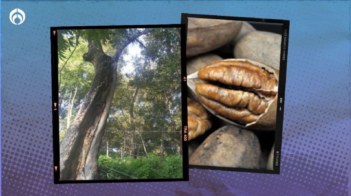 El árbol que vive más de 200 años, da mucha sombra y kilos de nueces