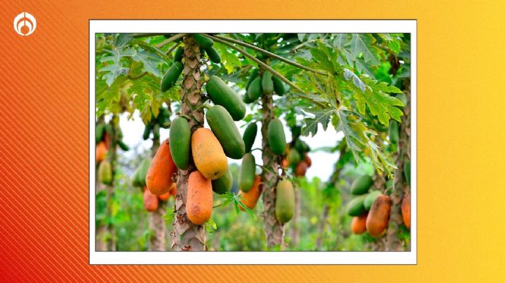 El secreto de los jardineros para que tu árbol de papayas se llene de frutos