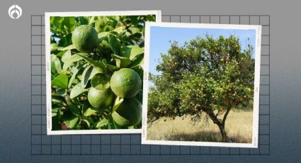 Árbol de limón: ¿qué hacer para que mi limonero dé frutos?