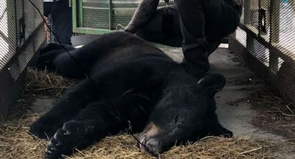 Rescatan a oso negro de morir por golpe de calor en Nuevo León