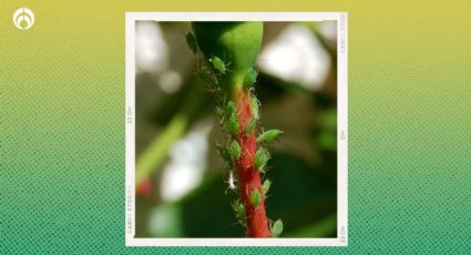 Mezcla mágica casera para acabar con las plagas y pulgones de tus plantas