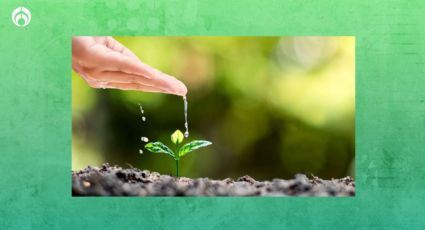 Truco antisequía más efectivo para regar tus plantas sin desperdiciar agua limpia