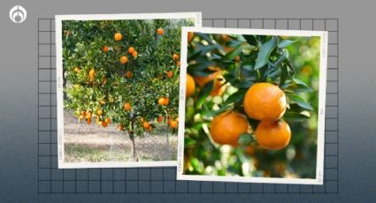 Árbol de mandarina: el secreto para que tu mandarino dé muchos frutos, jugosos y grandes