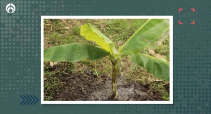 Así puedes cultivar un árbol de plátanos en tu casa y cuáles son sus beneficios