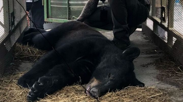 Rescatan a oso negro de morir por golpe de calor en Nuevo León