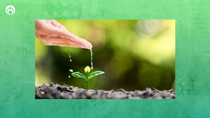 Truco antisequía más efectivo para regar tus plantas sin desperdiciar agua limpia