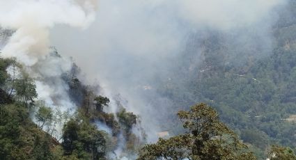 Se pierden 18 hectáreas de cerro tras incendio en municipio de La Perla, Veracruz