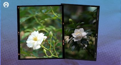 Árbol de gardenias: este es el mes ideal para plantarlo y que crezca 'fuertote'