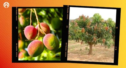 Trucazo del campo para que tu árbol de mango estalle de frutos dulces y muy grandotes