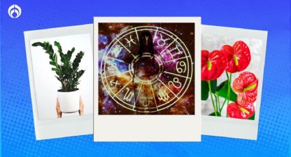 Esta es la planta que necesitas en tu casa de acuerdo a tu signo zodiacal