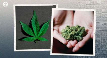 ¿La mariguana está más potente? Sí, y los expertos explican por qué