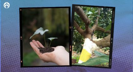 El árbol frutal mexicano que crece hasta 20 metros ideal para plantar en tu casa