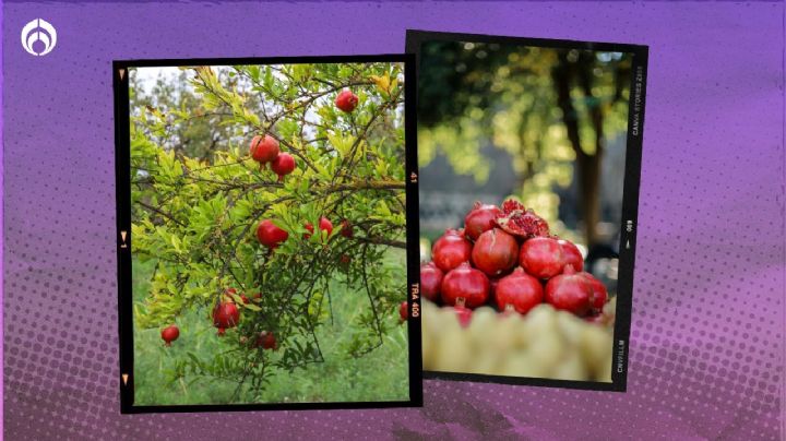 Árbol de granadas: ¿cómo y dónde sembrarlo para tener muchos frutos?