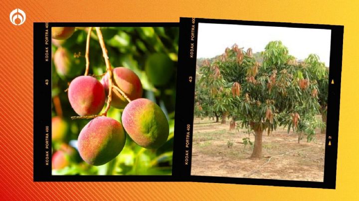 Trucazo del campo para que tu árbol de mango estalle de frutos dulces y muy grandotes