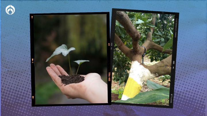 El árbol frutal mexicano que crece hasta 20 metros ideal para plantar en tu casa