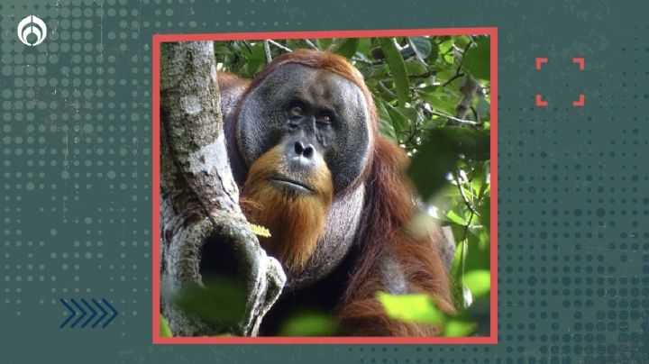 Esta es la planta medicinal que usó un orangután para curarse una herida