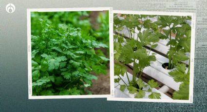 Planta de cilantro: ¿cómo cultivarla en casa para tener hierba todo el año?