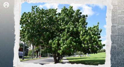 El árbol tropical que da flores de colores y mucha sombra; ideal para tu jardín