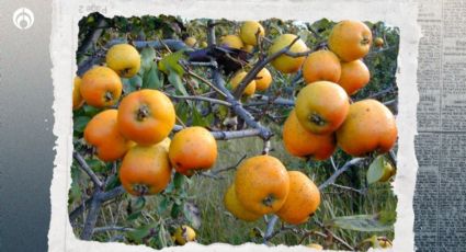 Árbol de tejocote: cómo plantarlo en casa, crezca mucho y tenga frutos deliciosos