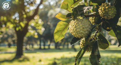 Árbol ideal para tu jardín que es excelente para ahuyentar plagas y no levanta el concreto