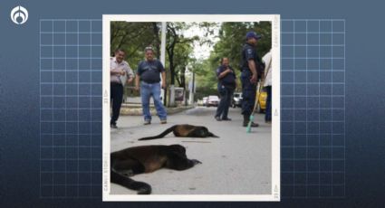 'Calorón' en Veracruz provoca la muerte de 8 monos aulladores; temperaturas no bajan de los 45°