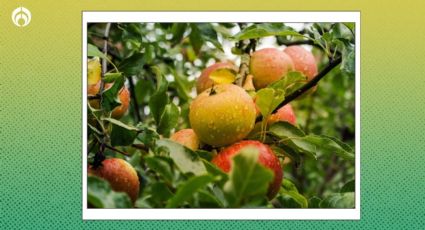 El secreto de la abuela para que tu árbol se llene de manzanas en muy poco tiempo