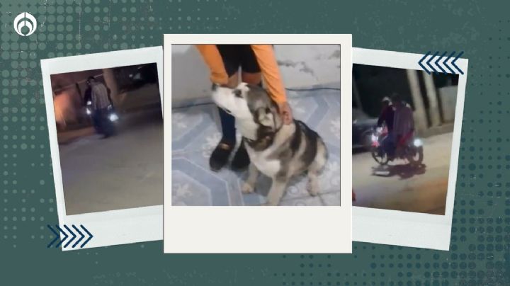 Maltrato animal en Michoacán: motociclistas arrastran a perrita; ya la rescataron