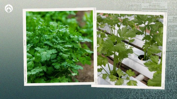 Planta de cilantro: ¿cómo cultivarla en casa para tener hierba todo el año?