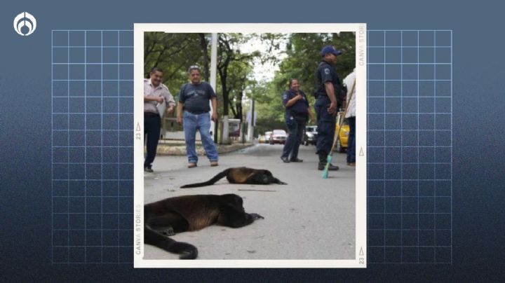 'Calorón' en Veracruz provoca la muerte de 8 monos aulladores; temperaturas no bajan de los 45°