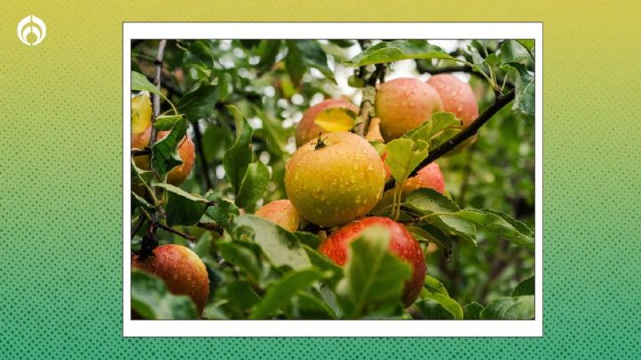 El secreto de la abuela para que tu árbol se llene de manzanas en muy poco tiempo