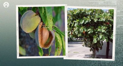 El árbol ideal para banquetas y jardines que da sombra y muchas almendras