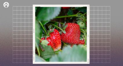 El secreto de las abuelas para hacer crecer fresas deliciosas en tu jardín