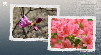 Cómo revivir una azalea: el trucazo de los jardineros para que se llene de flores