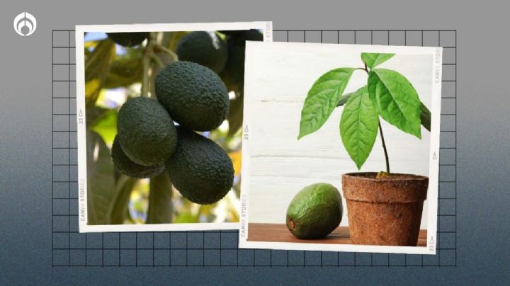 Árbol de aguacate: el secreto para que produzca frutos grandes