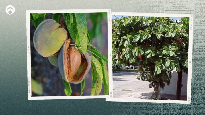 El árbol ideal para banquetas y jardines que da sombra y muchas almendras