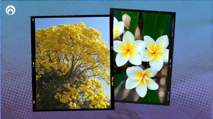 5 árboles nativos mexicanos con hermosas flores para banquetas pequeñas