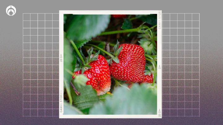 El secreto de las abuelas para hacer crecer fresas deliciosas en tu jardín